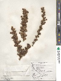 Berberis microphylla image