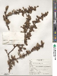 Berberis microphylla image