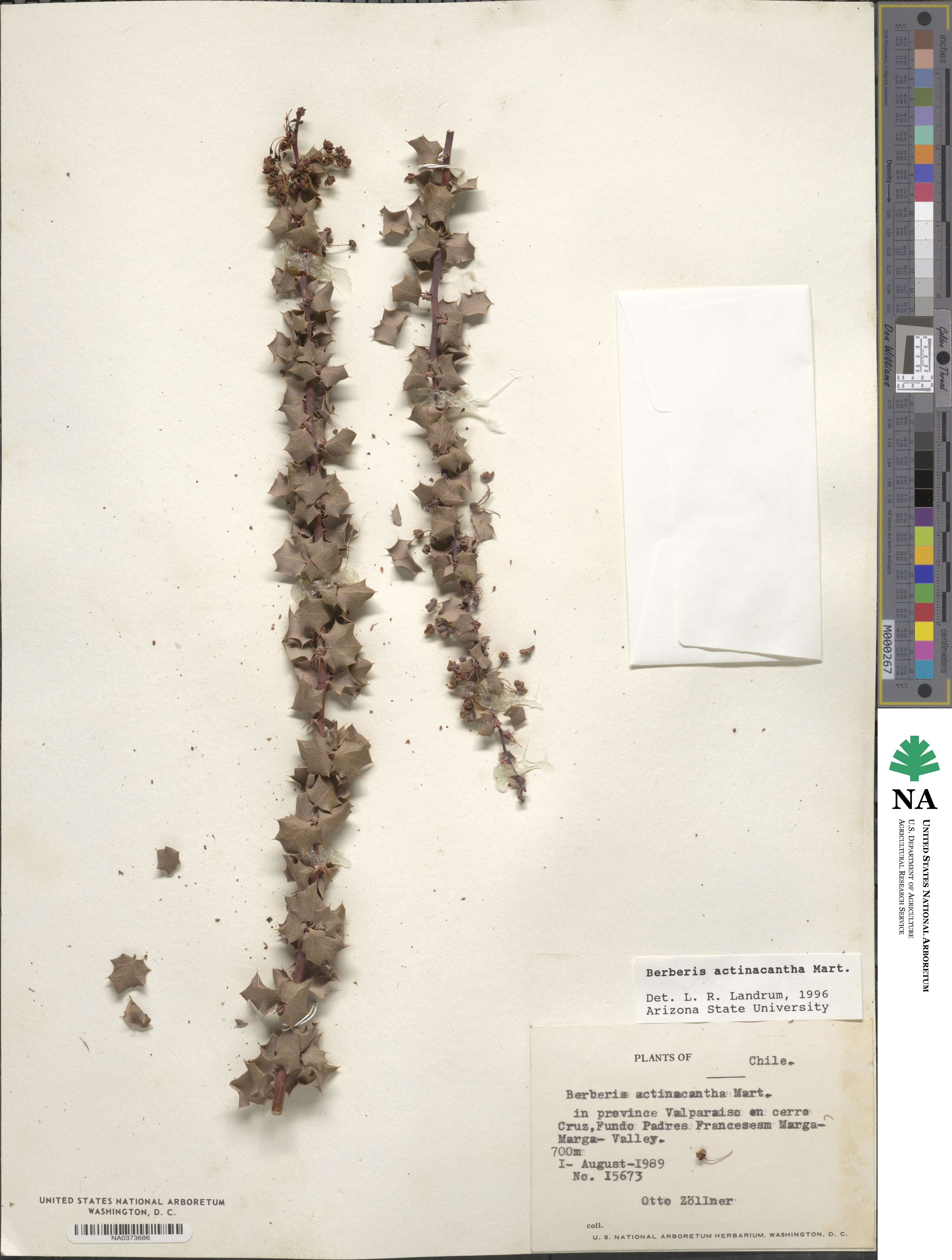 Berberis actinacantha image