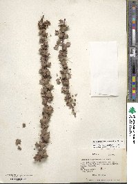 Image of Berberis actinacantha