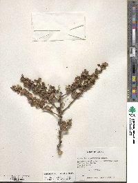 Berberis actinacantha image