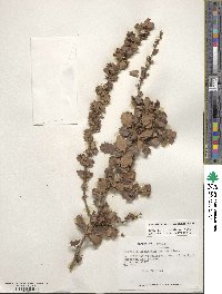 Berberis actinacantha image