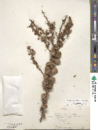 Berberis actinacantha image