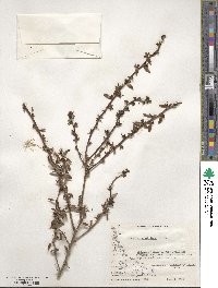 Berberis microphylla image