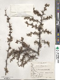 Berberis microphylla image