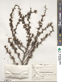 Berberis microphylla image