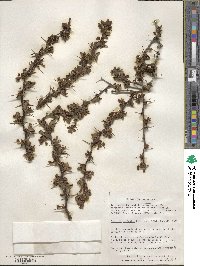 Berberis microphylla image