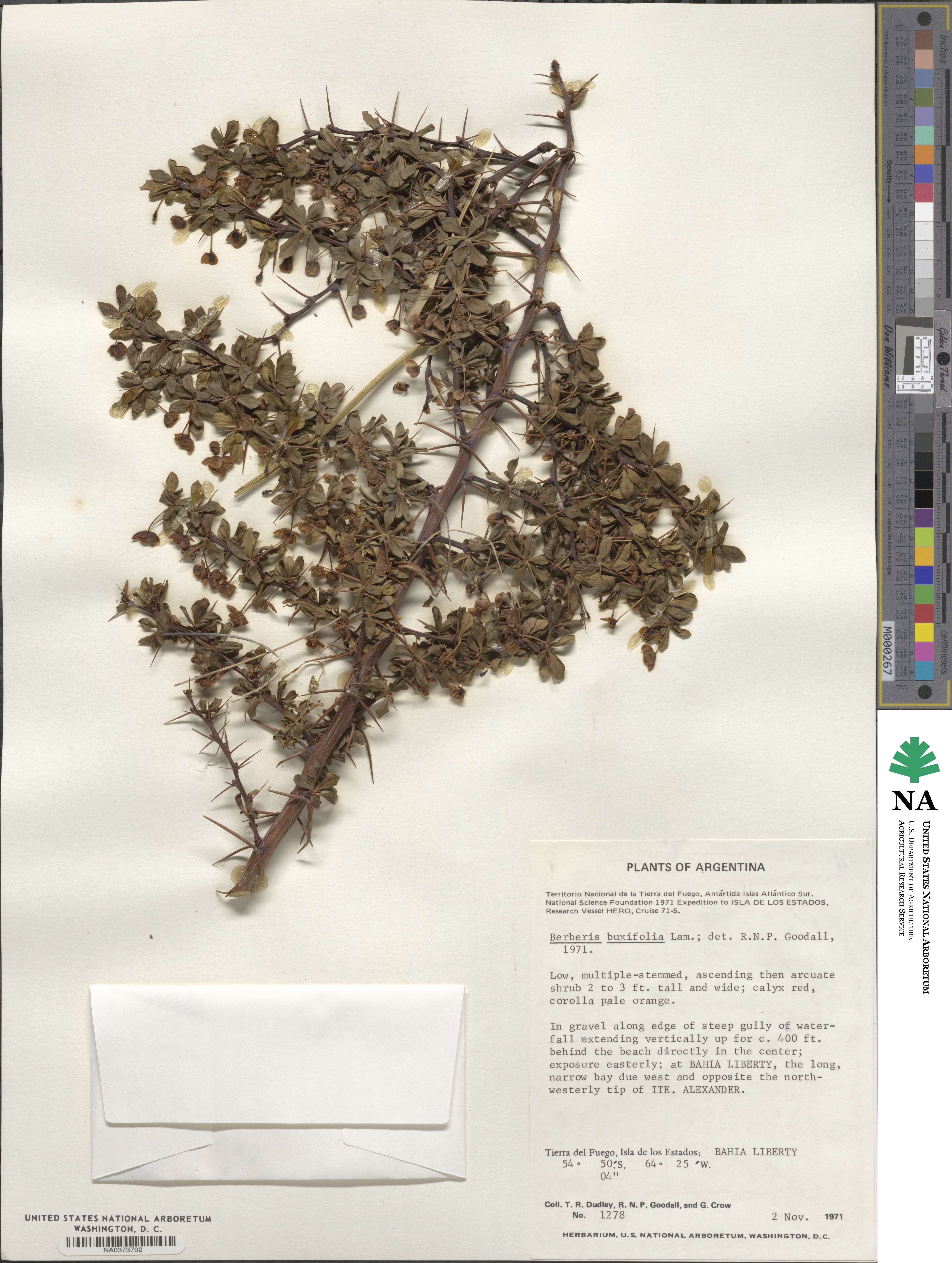 Berberis microphylla image
