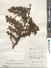 Berberis microphylla image