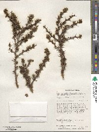 Berberis microphylla image