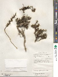 Berberis microphylla image