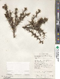 Berberis microphylla image