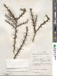 Berberis microphylla image