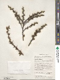 Berberis microphylla image