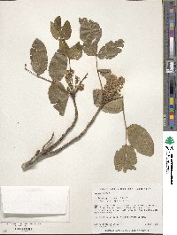 Mahonia repens image