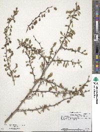 Berberis thunbergii image