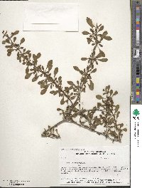 Berberis thunbergii image