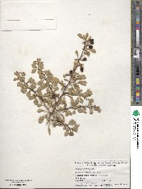 Berberis thunbergii image