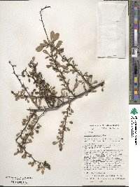 Berberis thunbergii image