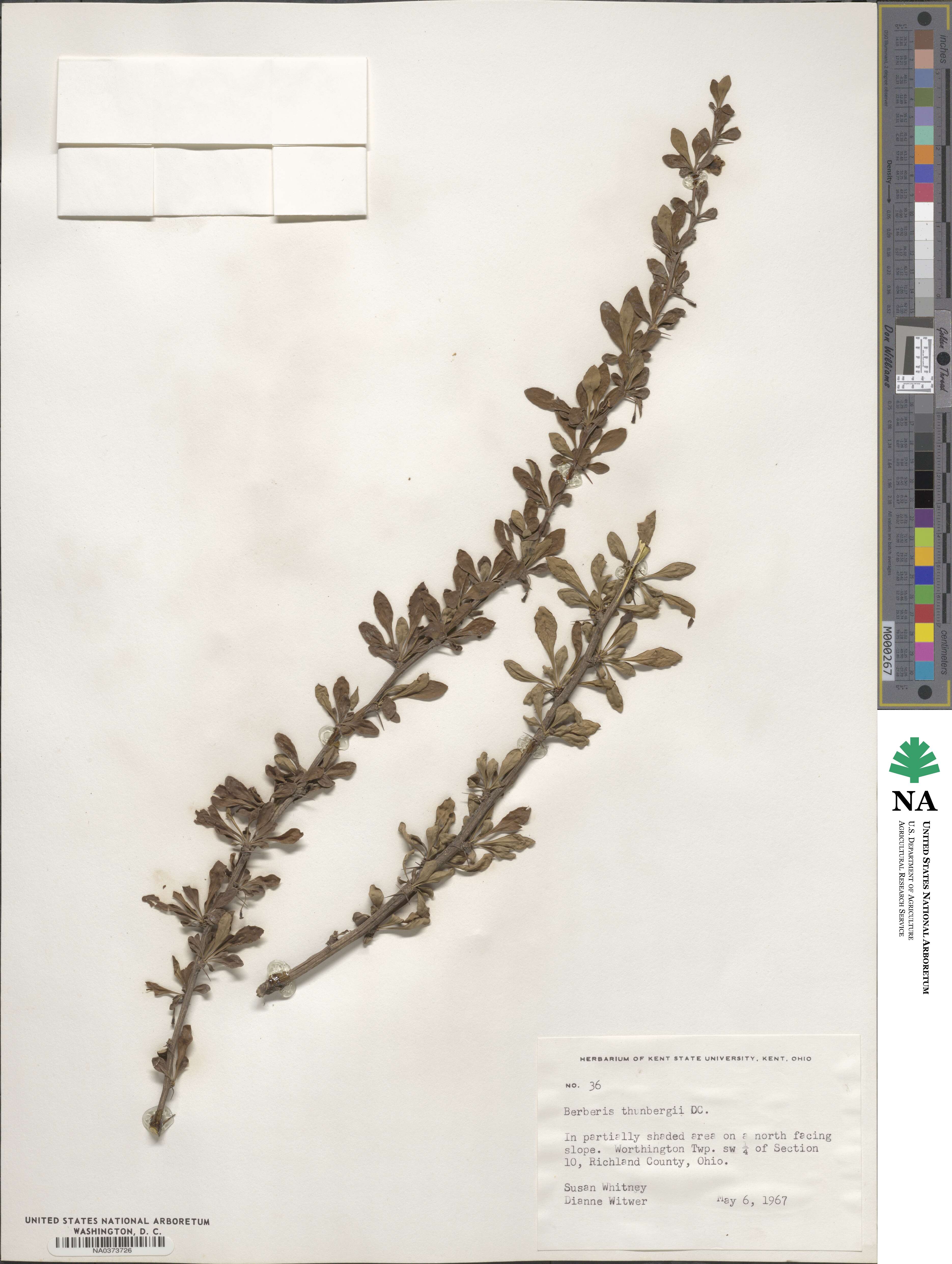 Berberis thunbergii image