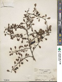 Berberis thunbergii image