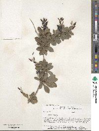 Berberis vulgaris image