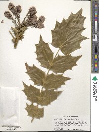 Mahonia bealei image