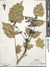 Mahonia bealei image