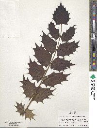 Mahonia bealei image