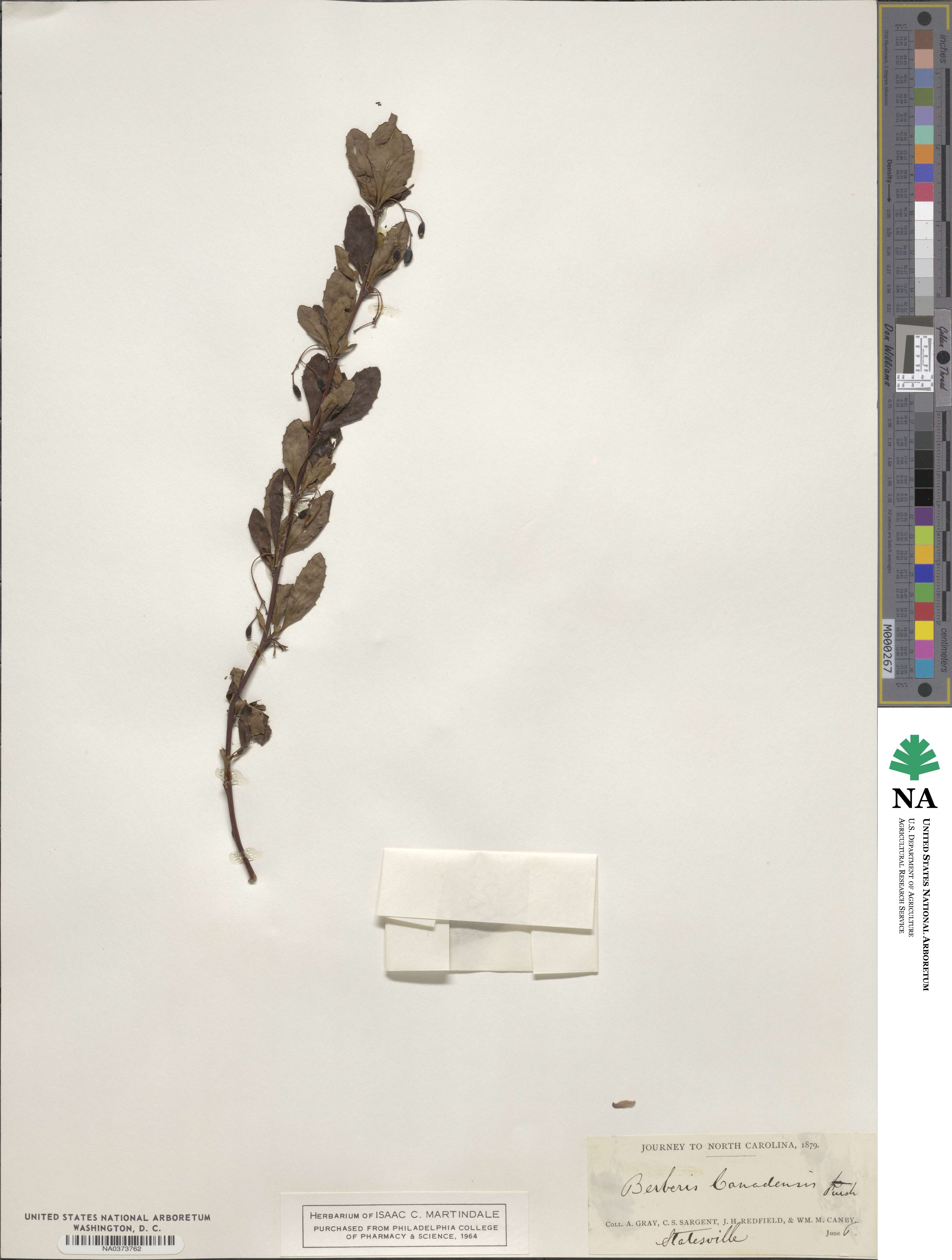 Berberis canadensis image