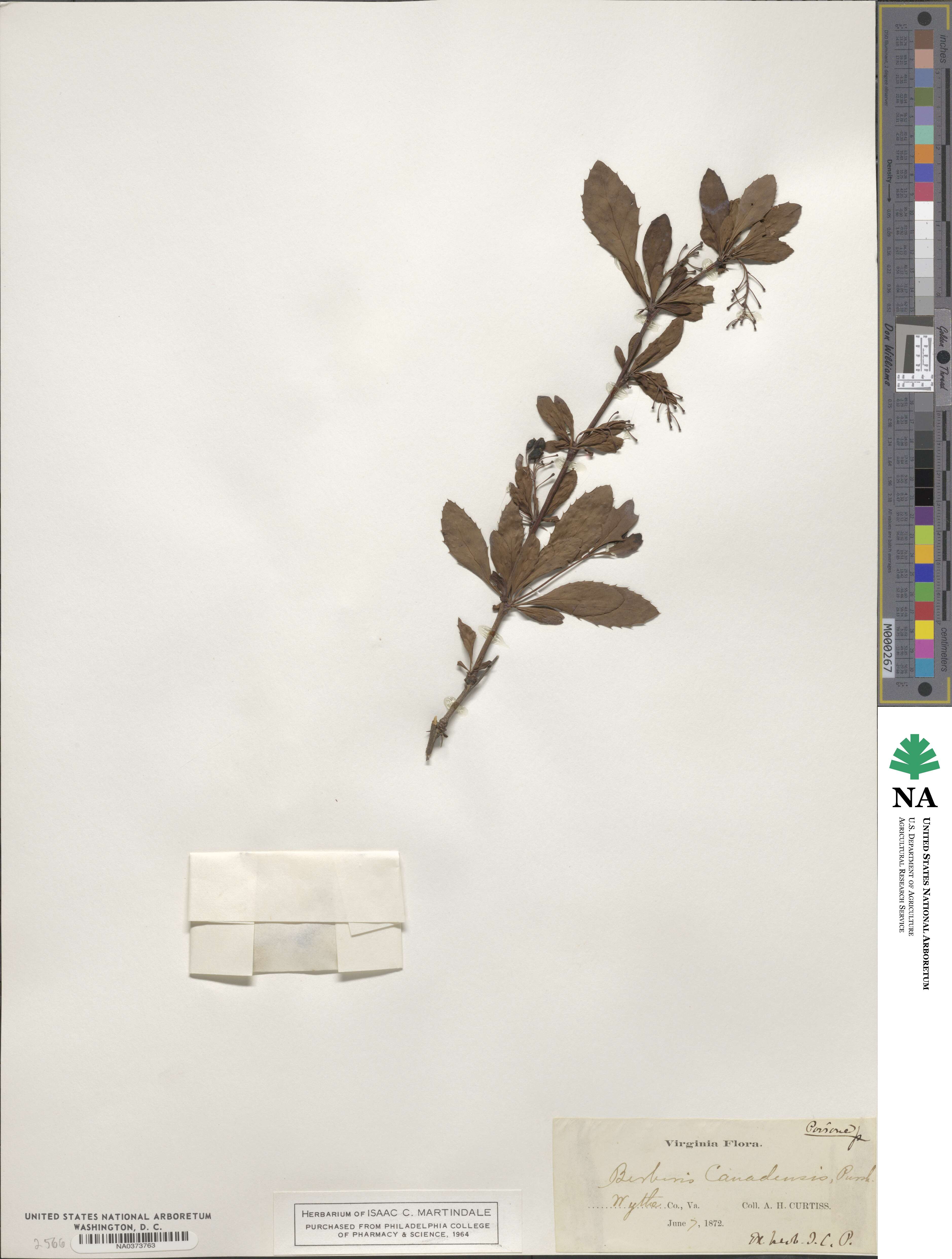 Berberis canadensis image