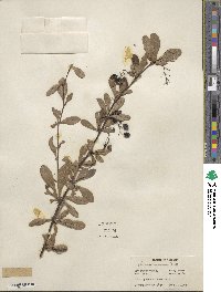 Berberis canadensis image