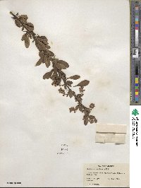 Berberis canadensis image