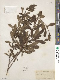 Berberis canadensis image