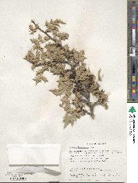 Alloberberis haematocarpa image