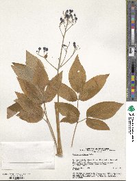 Caulophyllum robustum image