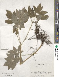 Caulophyllum robustum image