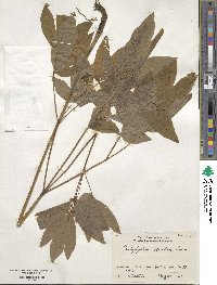 Caulophyllum robustum image