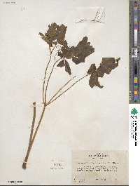 Caulophyllum thalictroides image