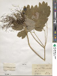 Caulophyllum thalictroides image