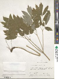 Caulophyllum thalictroides image