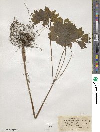 Caulophyllum thalictroides image