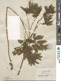 Caulophyllum thalictroides image