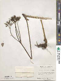 Caulophyllum thalictroides image