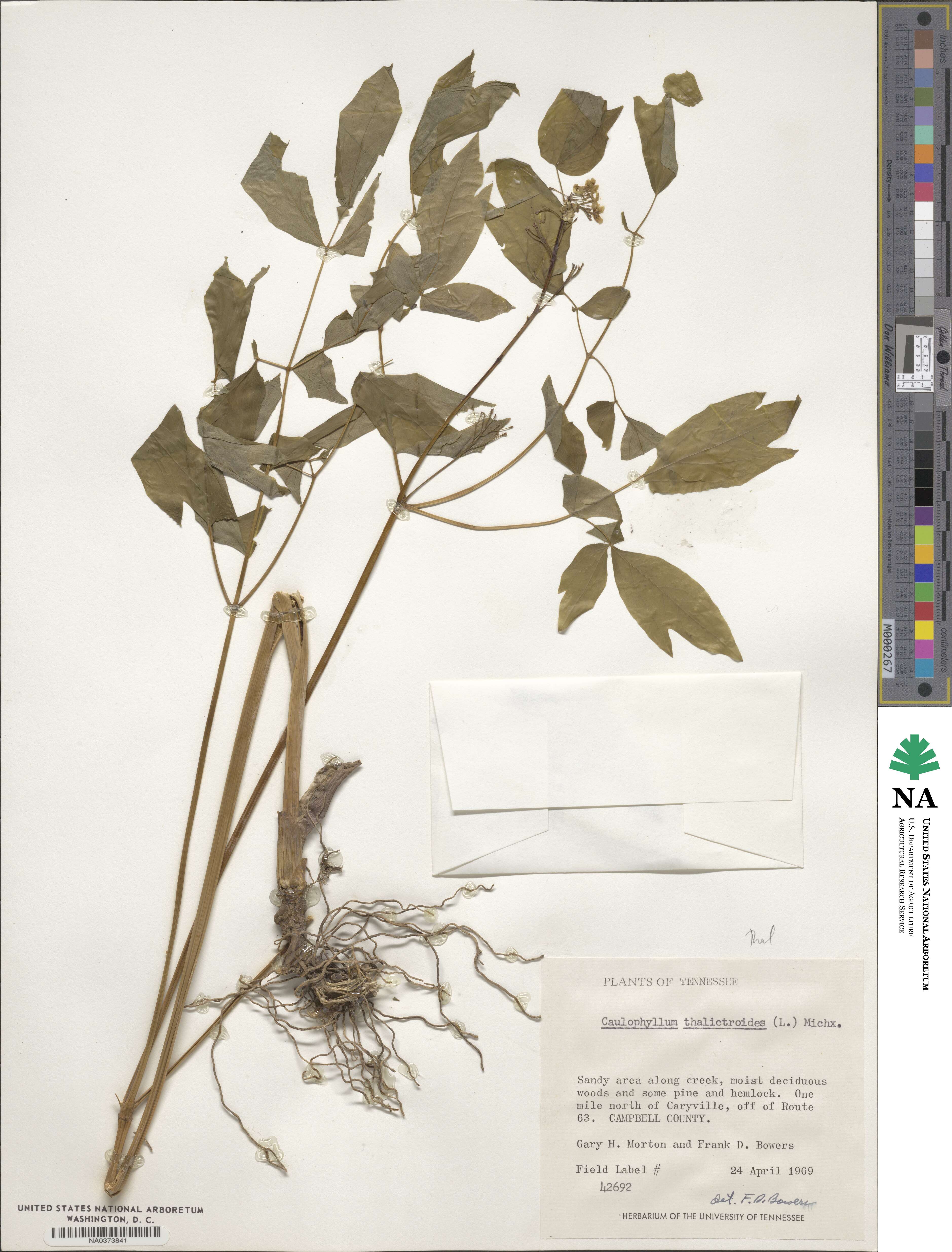 Caulophyllum thalictroides image