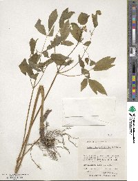 Caulophyllum thalictroides image