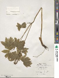 Caulophyllum thalictroides image