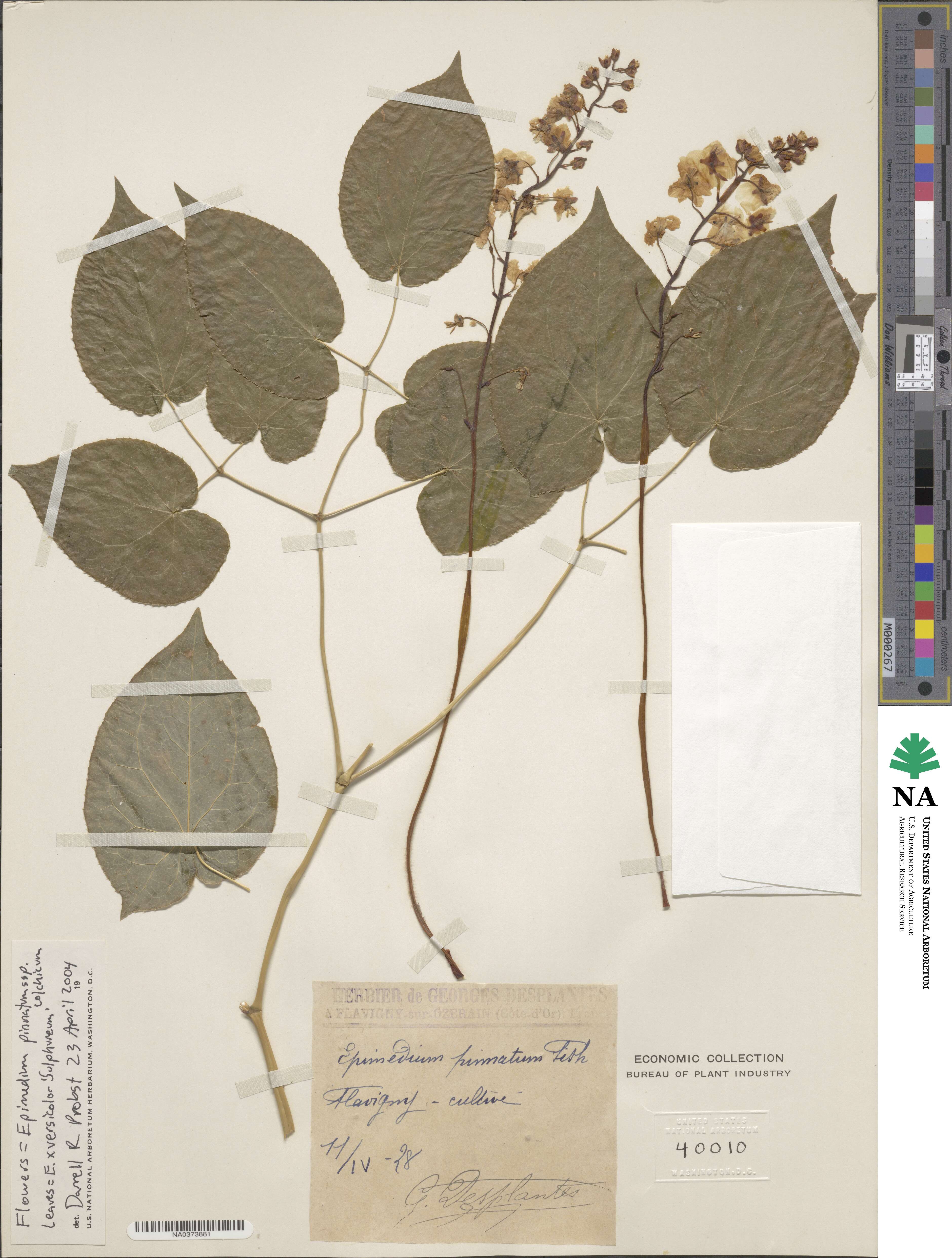 Epimedium pinnatum image