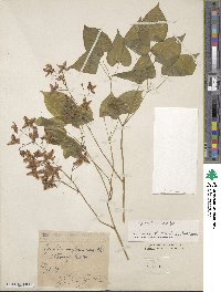 Epimedium rubrum image