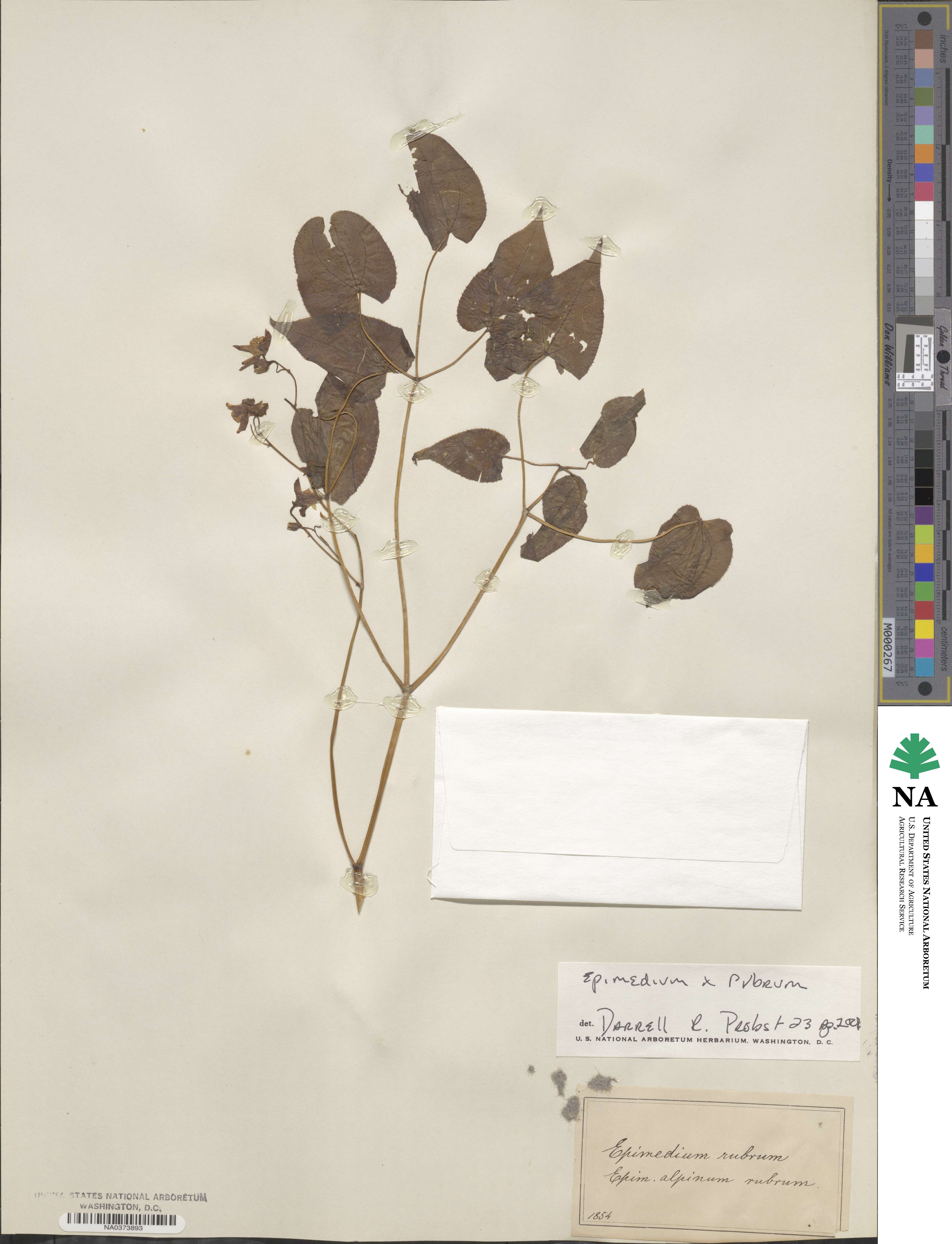 Epimedium rubrum image
